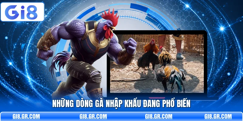 Những dòng gà nhập khẩu đang phổ biến